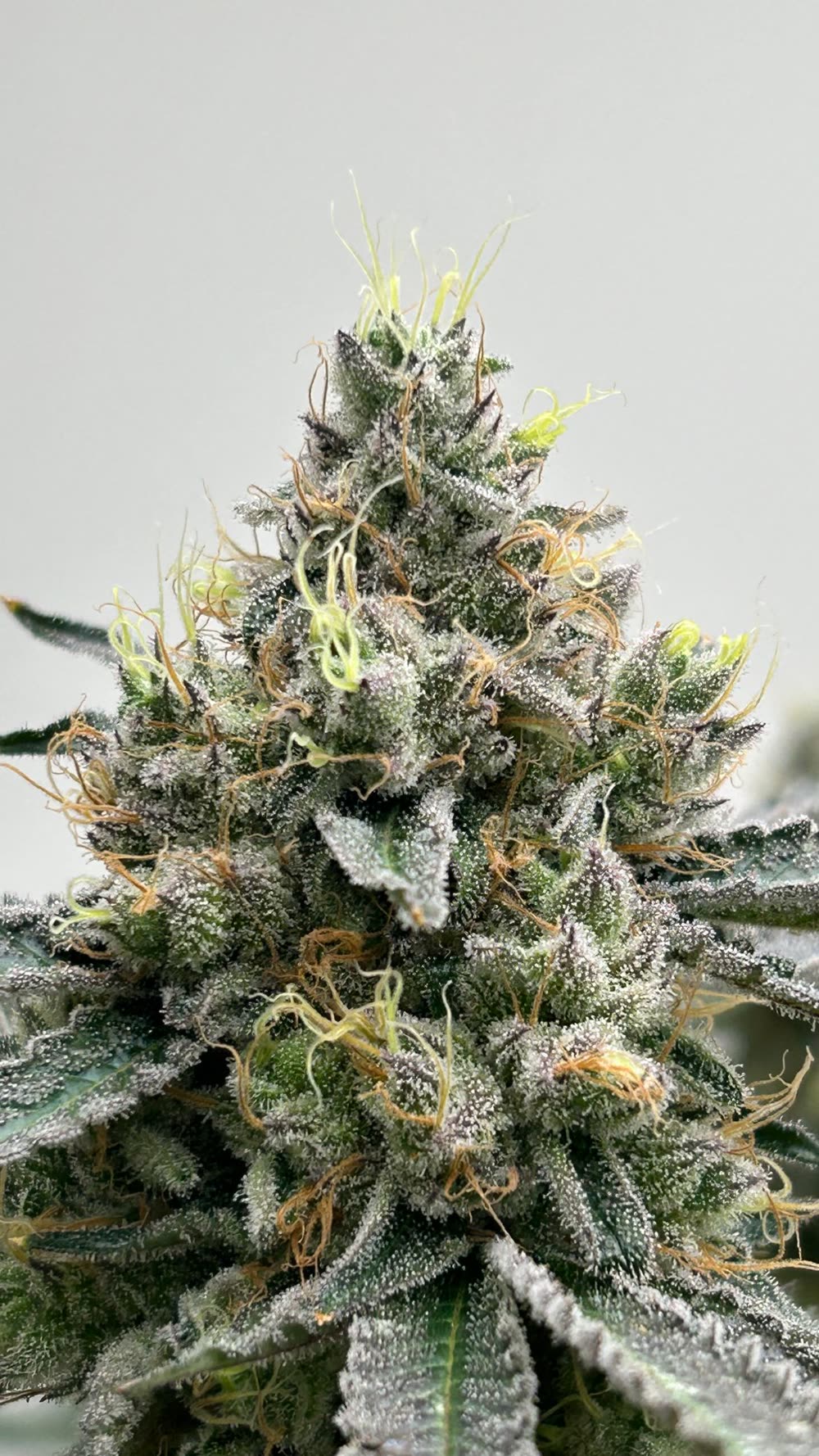 Flor de cannabis