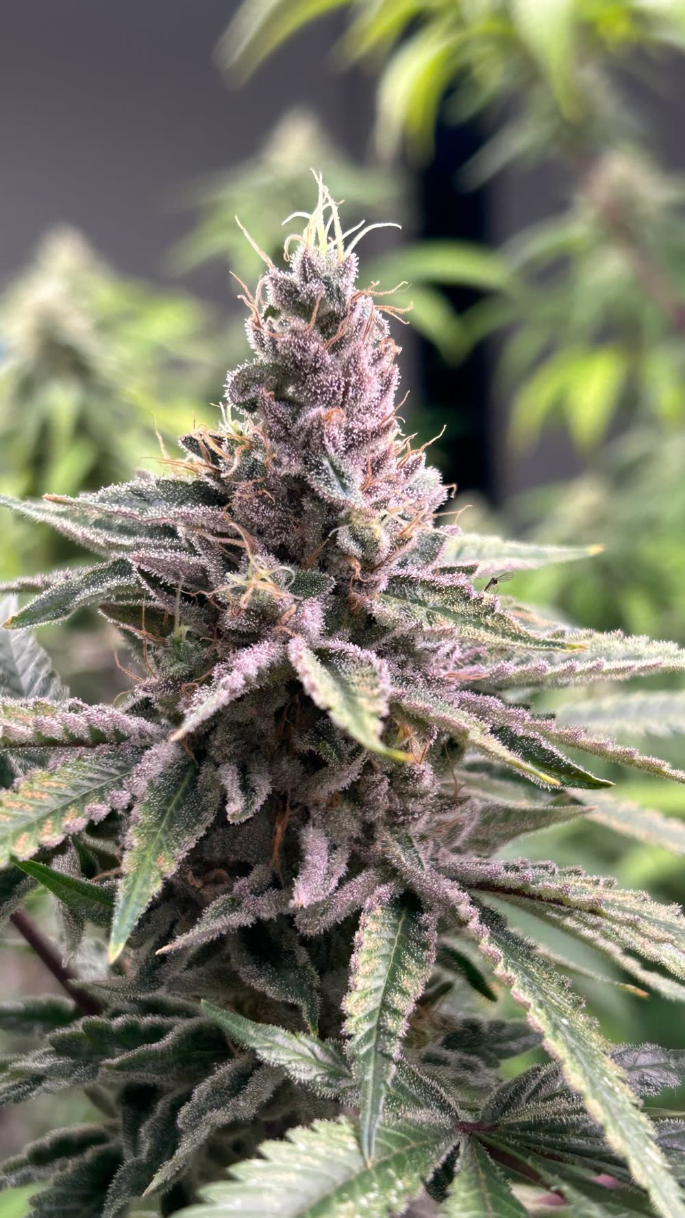 Flor de cannabis