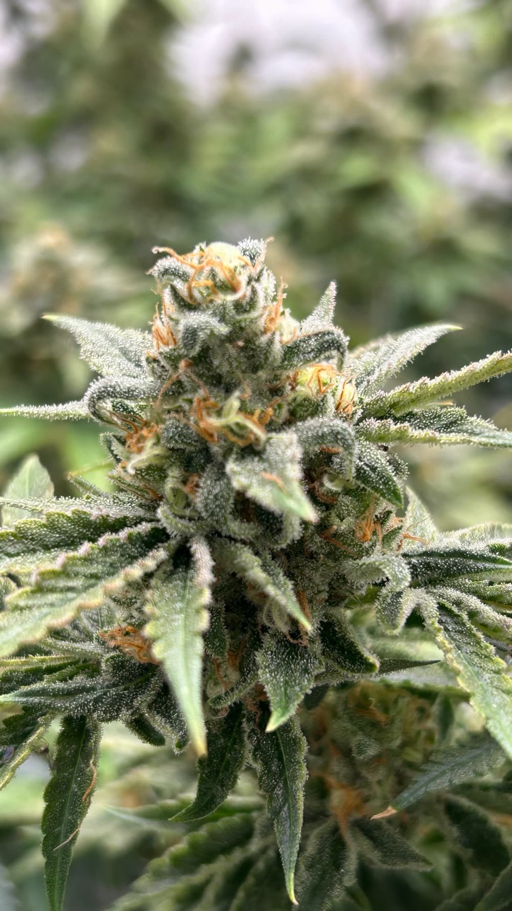 Flor de cannabis